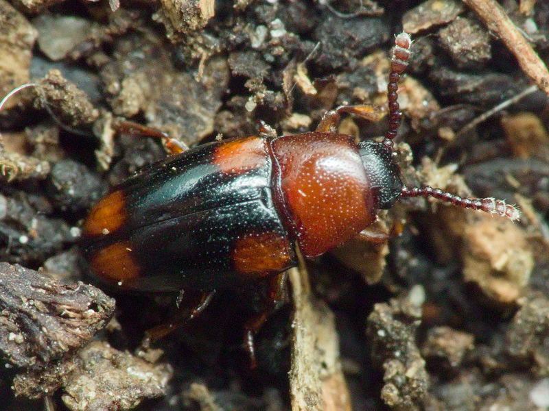 Combocerus glaber (Schaller, 1783)
